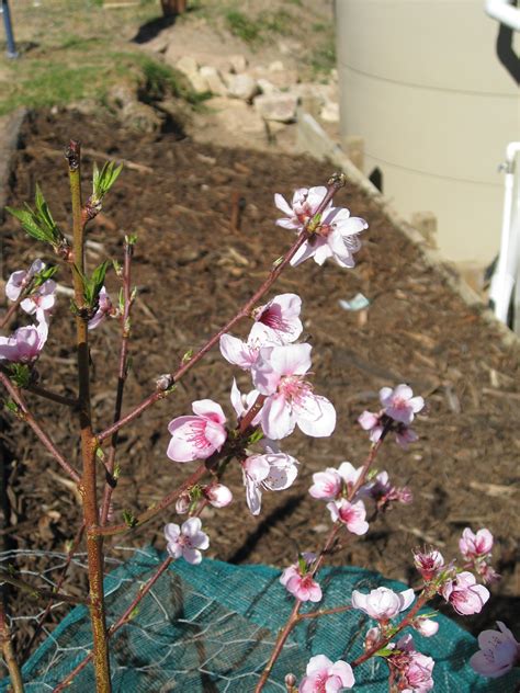 I do not like to recommend use of the fan for. Peach Tropic Snow Tree - Prunus persica