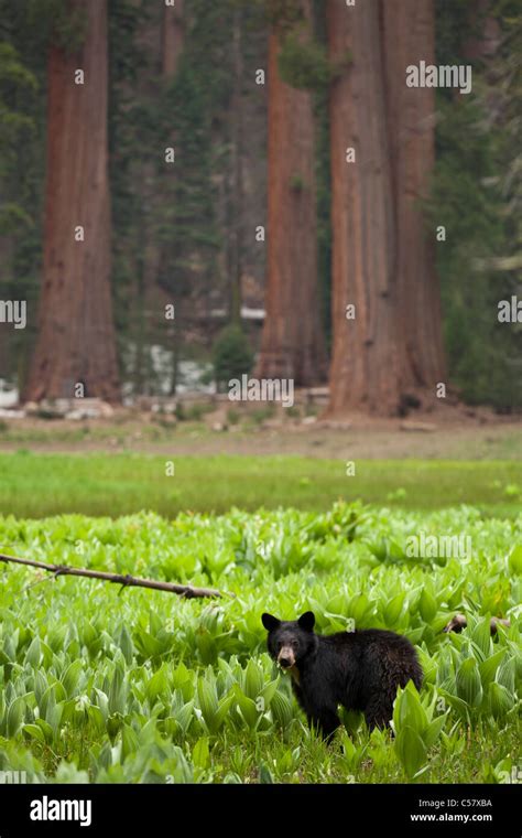 Small American Black Bear Sequoia National Park Sierra Nevada