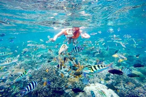 Swim With Manta Rays In Nusa Penida ALL Inclusive Marriott