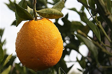 Orange Citrus Tucson Arizona Free Photo On Pixabay