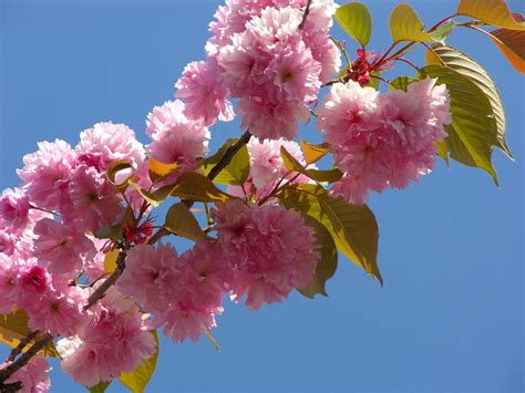 Free Japanese Cherry Blossom Stock Photo