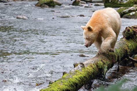 The Great Bear Rainforest Canopy