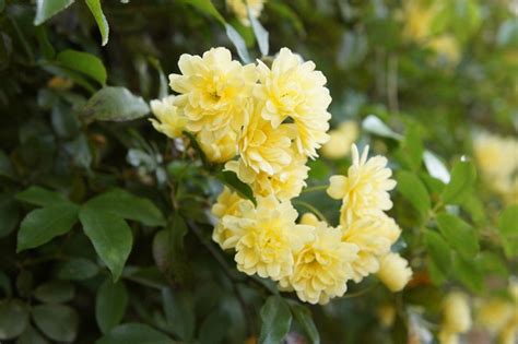 Drying their petals and storing them away. Banksia Rose 'Yellow' 6" Pot - Hello Hello Plants & Garden ...