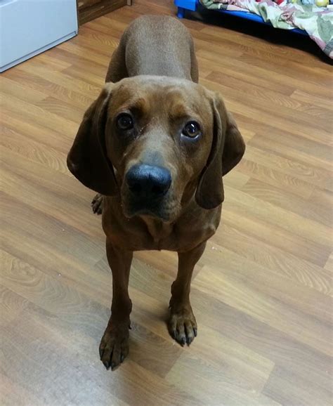 Handsome Redbone Coonhound Levi Very Sweet Found In Lisbon Ohio
