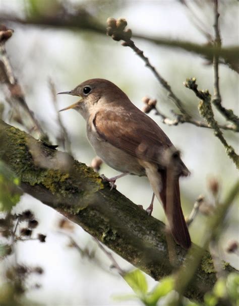 Birding With Flowers Next Terms Wildlife 5 Nightingale