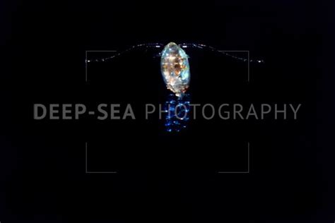 Deep Sea Copepod With Eggs Deep Sea Photography