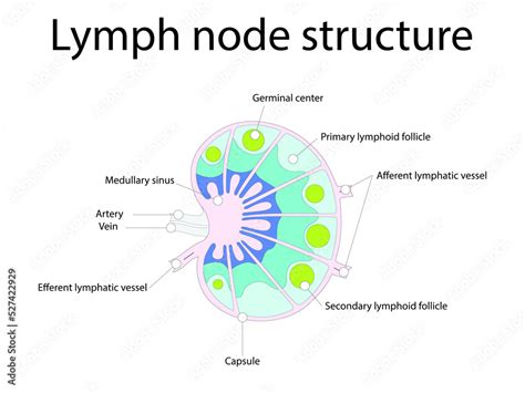 Lymph Node Structure Schematic Anatomic Illustration Showing Nodes
