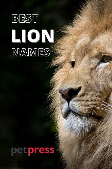 Lion Names 330 Awesome Lion Name Ideas With Meanings