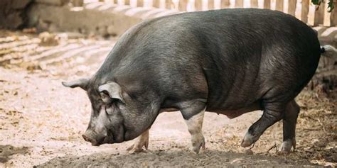 8 Black Pig Breeds With Photos Farming Base
