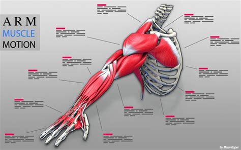 Name Muscles In Arm Arm Posterior Muscles 3d Illustration