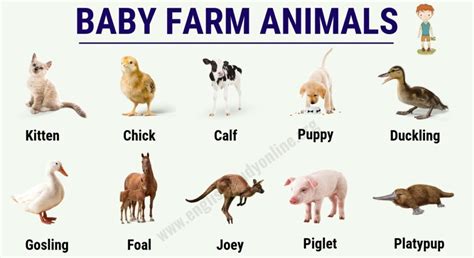 Baby Farm Animals List Of 15 Popular Names Of Baby Animals In English