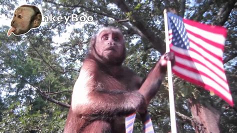 Monkey And Pitbull 4th Of July Party Youtube