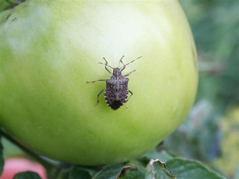 Do Stink Bugs Damage Tomatoes How To Get Rid Of Leaf Footed Bugs On