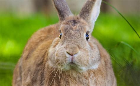 Giant Rabbit Mysteriously Dies On United Flight - Opposing Views
