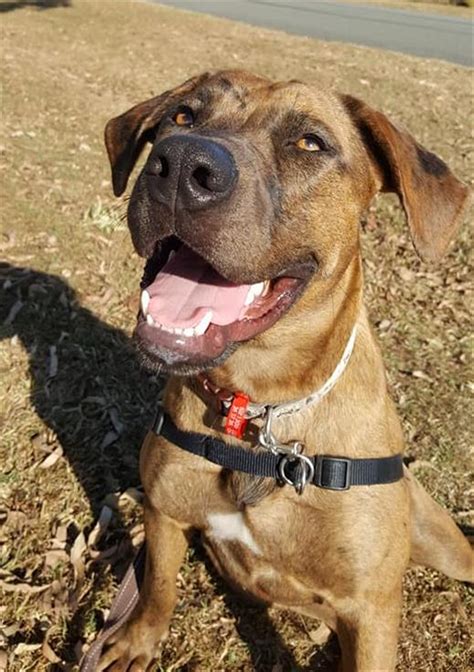 Maryanne Large Female Rhodesian Ridgeback X Louisiana Catahoula