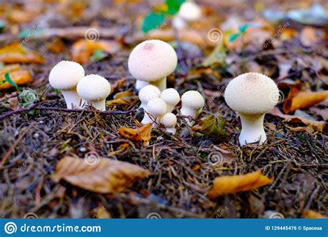 Small White Wild Mushrooms In Autumn Forest Closeup Stock Photo Image