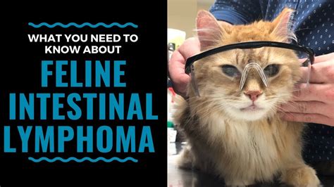 What You Need To Know About Feline Intestinal Lymphoma Vlog 98 Cat