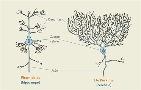 Estructura Y Tipos De Neuronas