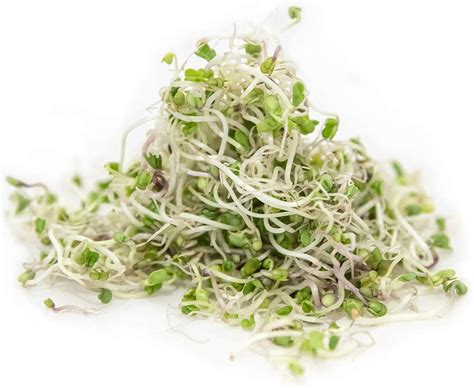 Organic Kale Sprouting Seeds (May-2022) - Organic Aspirations
