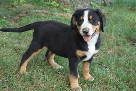 On this website's blog part i would like to post information about the puppies from all over the world. Greater Swiss Mountain Dog Puppies For Sale | Lancaster ...