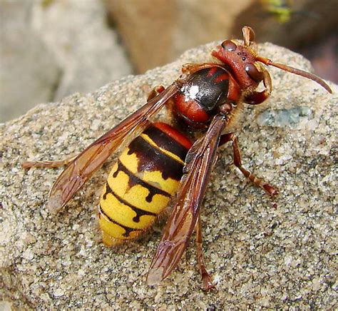 European Queen Hornet Uk Why Asian Hornets Are Bad News For British