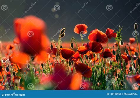 Poppy Flowers Field At Sunset Stock Photo Image Of Flora Flower
