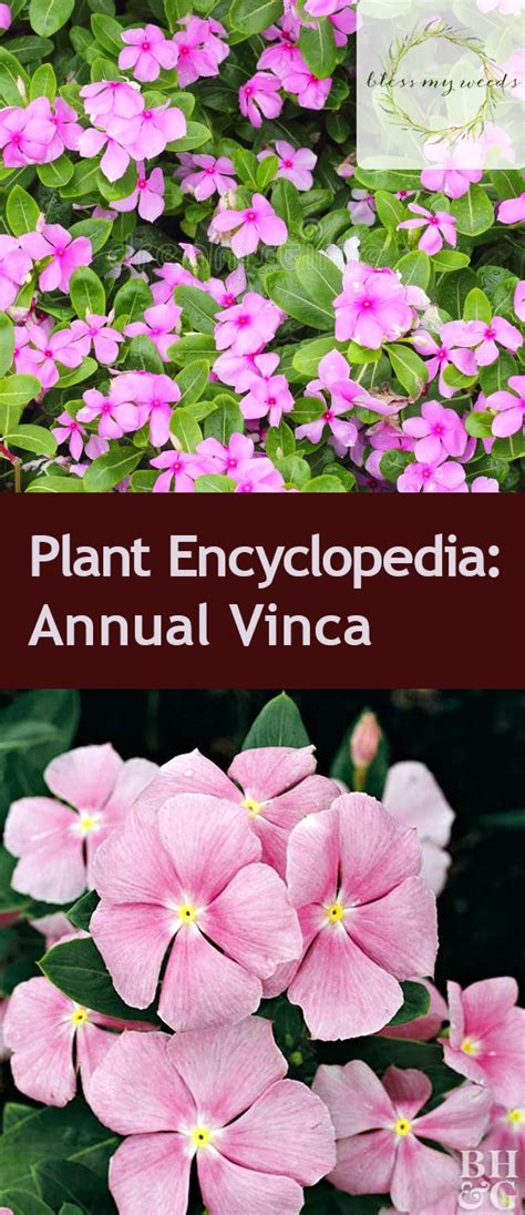 The plant exchange online plant encyclopedia provides members with access to the plant finder's gardening directory with over 4,500 plants and more than 10,000. Plant Encyclopedia: Annual Vinca ~ Bless My Weeds