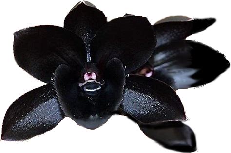 Black Orchid Orchid Natural Photo