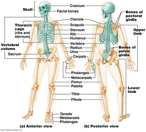 Labeled Skeletal System