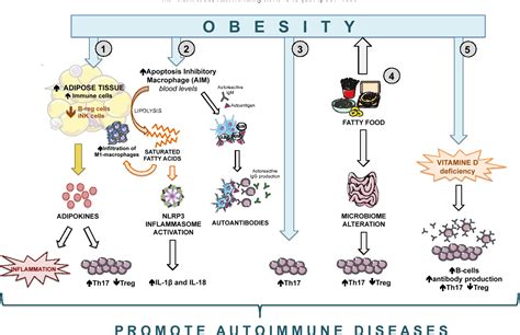 Figure 1 From Obesity In Autoimmune Diseases Not A Passive Bystander