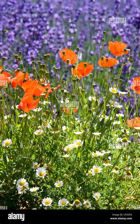Lavender And Poppies Hi Res Stock Photography And Images Alamy