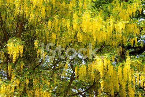 Maybe you would like to learn more about one of these? Bright Yellow Laburnum Flowers IN Garden (golden Chain ...