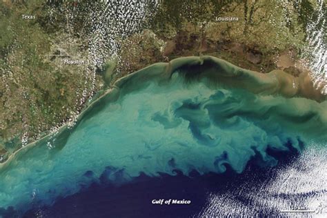 ¿cómo Limpiar La Gigantesca Zona Muerta Del Golfo De México