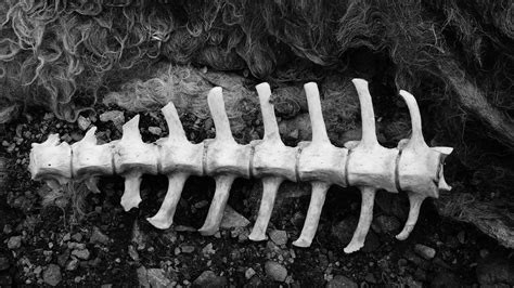 Sheep Spine Sheep Spine In Situ At The Base Of Bow Fell Frazerweb