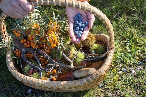 Foraging In The Uk Foraging Guide For The Uk