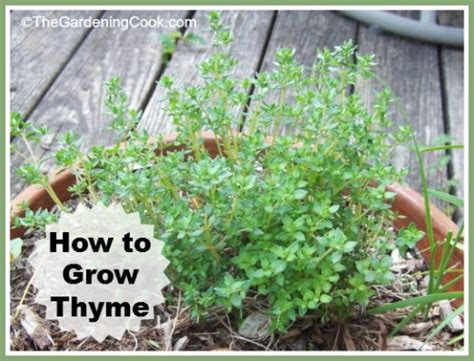 Growing Thyme Fragrant Herb How To Grow The Gardening Cook