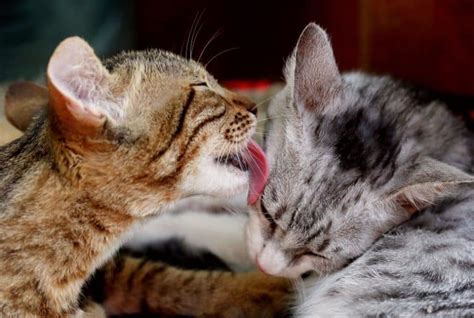 Over Grooming Dominance Bonding Why Do Cats Lick Each Other Lelu And Bobo