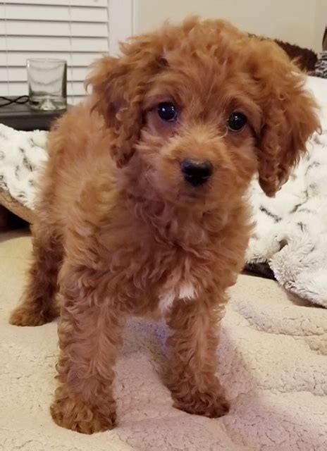Often used as therapy dogs, these loving puppies bond closely with their owners and love to cuddle and play. View Ad: Cavapoo Puppy for Sale near Virginia, FAIRFAX ...