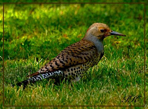 Speckled Bird Flickr Photo Sharing