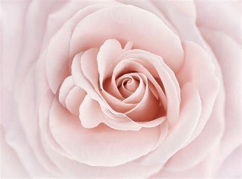 Soft Rose In Peach Pink Shades Fototapeter And Tapeter Photowall