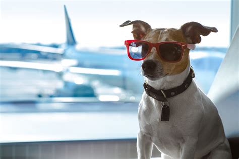 International pet travel is one of the fastest growing pet relocation companies in asia. 9 Most Pet Friendly Airlines in America | Million Mile Secrets