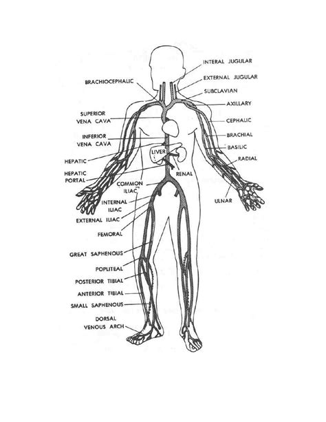 Printable worksheets and activities for teachers, parents, tutors and homeschool families. Figure 2-6. Main veins of the human body. - Pharmacology III