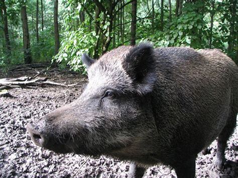 Michigan Declares Feral Pigs An Invasive Species