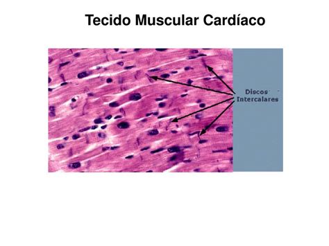 Ppt Tecido Muscular Powerpoint Presentation Free Download Id3960704