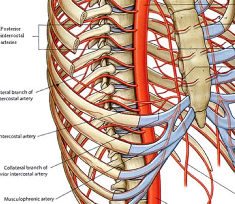 The eleventh and twelfth (floating) ribs have no distal attachment, but do give attachment to intercostal and abdominal wall muscles. Thoracic Wall and Lungs at New York University School of ...