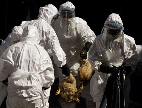 Federal Panel Asks Journals To Censor Reports Of Lab Created ‘bird Flu