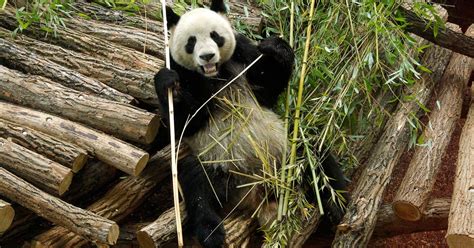 Ils sont en parfaite santé, selon le. Huan Huan, la femelle panda du zoo de Beauval est enceinte ...