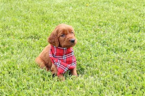 Meet these handsome, outgoing irish setter puppies. Robyn: Female AKC Irish Setter puppy for sale Shipshewana, IN #irishsetter #irishsetterpuppies ...