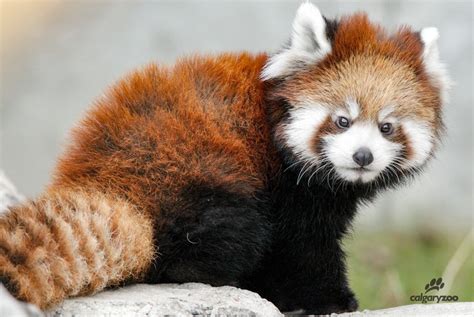 Cute Alert Red Panda Cub At Calgary Zoo Has Bright New Name
