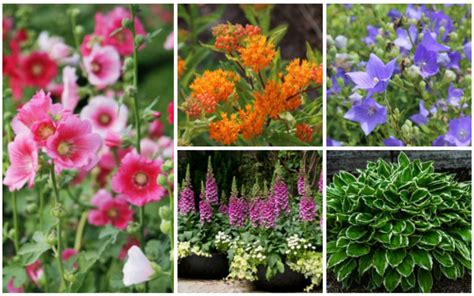 10 Fantastic Zone 3 Perennials Garden Lovers Club